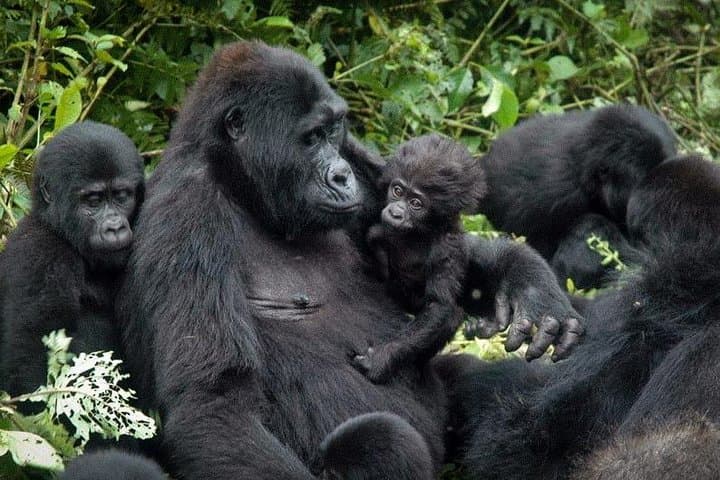 3-Day Bwindi Gorilla Trekking Tour from Kampala — Mountain Gorillas in Uganda