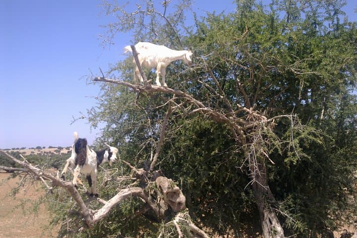 Private Day Trip from Marrakech to Essaouira: Atlantic Medina, Argan Co-ops & Coastal Winds photo 3