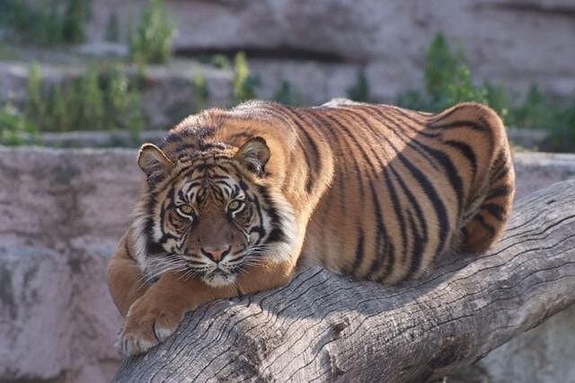 Barcelona Zoo Entrance Ticket — Explore Parc de la Ciutadella's Historic Animal Collection photo 3