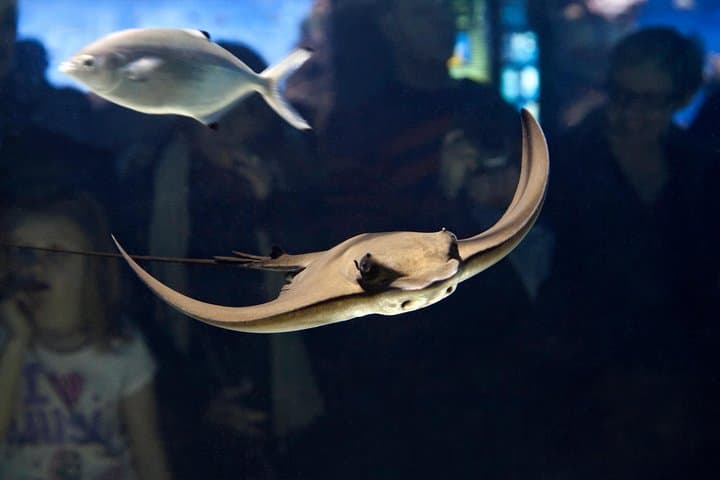 Barcelona Aquarium Skip-the-Line: Oceanarium Tunnel & Planeta Aqua Guide photo 6