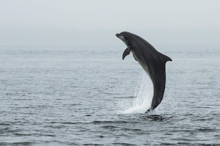 Black Isle Coastal & Dolphin-Watching Private Tour from Inverness