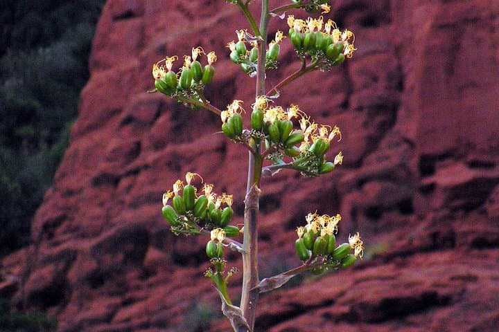 Explore the Grand Canyon South Rim: A Comprehensive Day Trip from Flagstaff photo 2