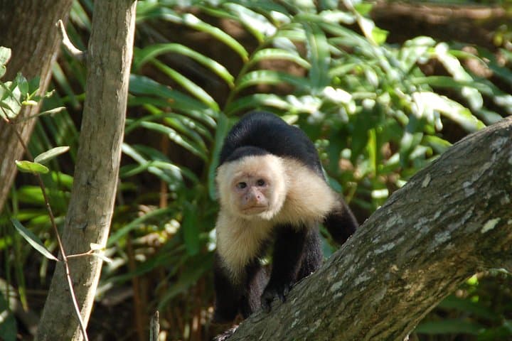 Isla Damas Monkey & Mangrove Boat Tour from Jacó — Wildlife Cruise and Photography Guide photo 2