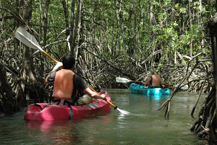 Paddle Isla Damas: Mangrove Kayaking Tour from Jacó with Wildlife Viewing