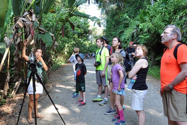 Manuel Antonio National Park Guided Tour — Coastal Rainforest Walk & Beach Stop photo 2