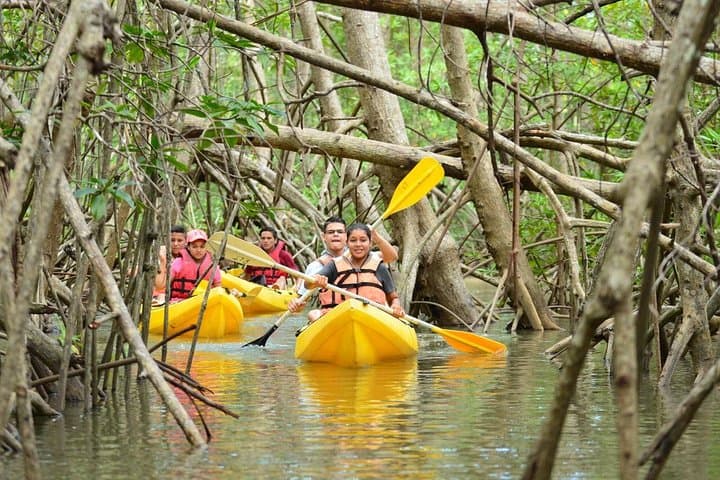 Damas Island Mangrove Kayak Tour from Manuel Antonio — Wildlife-Focused Eco Paddle photo 1