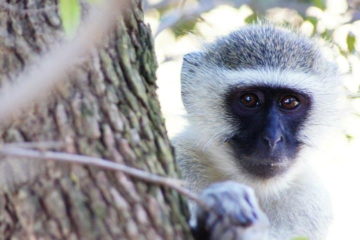Pilanesberg Big 5 Day Safari from Cape Town — Flights Included photo 5