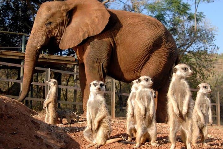 Hartbeespoort Elephant Sanctuary: Walk with African Elephants on a Day Tour from Johannesburg