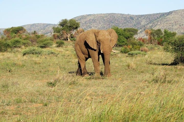 Hartbeespoort Elephant Sanctuary: Walk with African Elephants on a Day Tour from Johannesburg photo 2