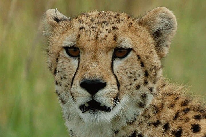 Ann van Dyk Cheetah Centre: Behind-the-Scenes Conservation and Cheetah Runs near Hartbeespoort