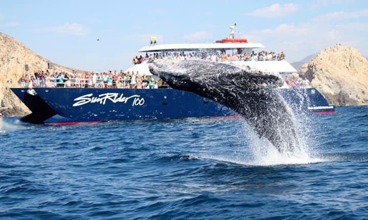 Cabo San Lucas Whale-Watching Dinner Cruise — Humpbacks, The Arch & Open Bar photo 3