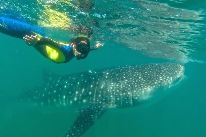 Swim with Whale Sharks in La Paz: Bay Snorkel Adventure photo 3
