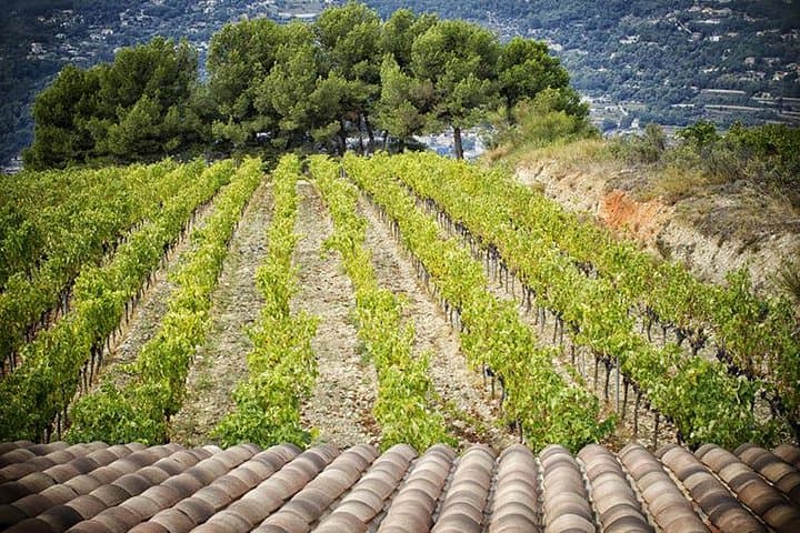 Saint-Paul-de-Vence Private Tour & Organic Wine Tasting — From Nice photo 3