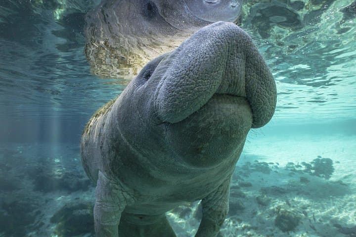 Paddle with Manatees and Dolphins on the Indian River: Cocoa Beach Kayak Tour photo 5