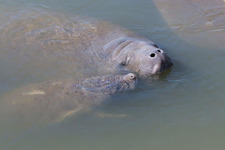 Paddle with Manatees and Dolphins on the Indian River: Cocoa Beach Kayak Tour photo 3