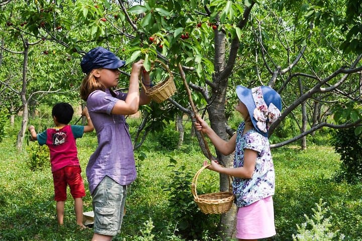 Private Fruit Picking and Mutianyu Great Wall Full-Day Tour from Beijing photo 2