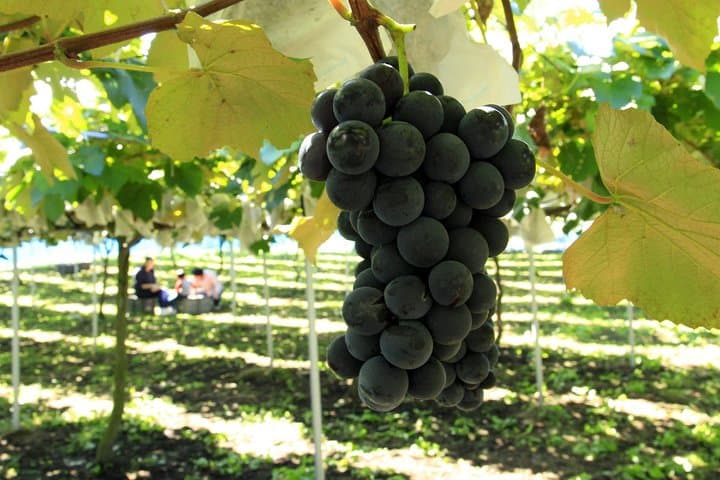 Private Fruit Picking and Mutianyu Great Wall Full-Day Tour from Beijing