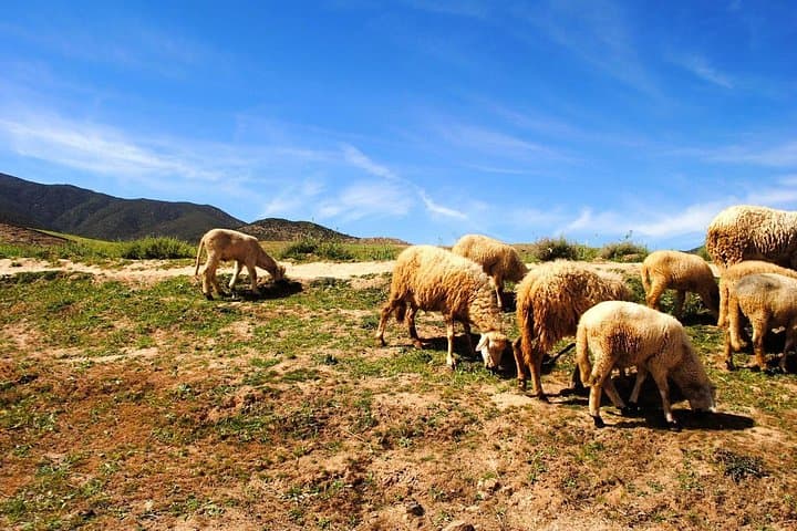 Atlas Mountains Day Trip from Marrakech: Berber Villages, Waterfalls & Camel Ride photo 2