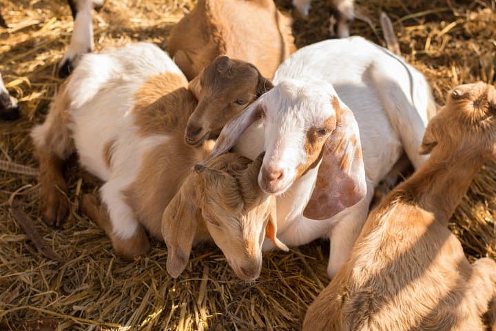 Czech Volcanic Mountains, Goat Farm & Hazmburk Castle Day Tour from Prague photo 1