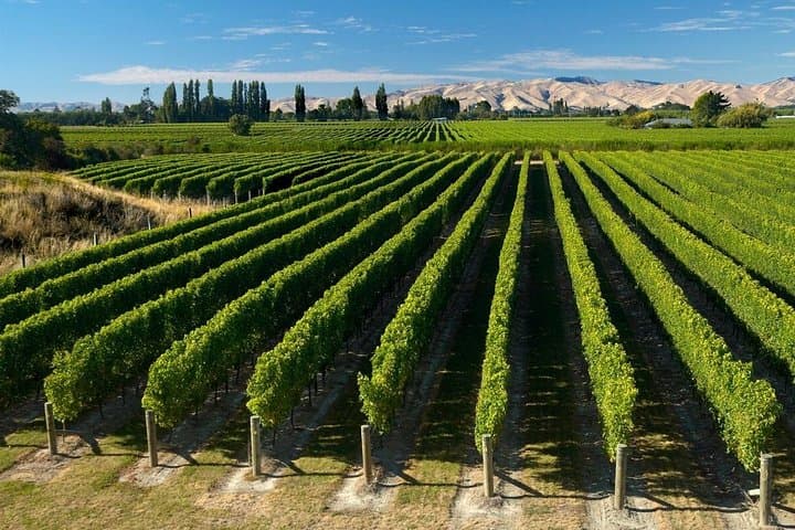 Half-Day Marlborough Wine Tour from Picton — Wineries & Chocolate Tasting