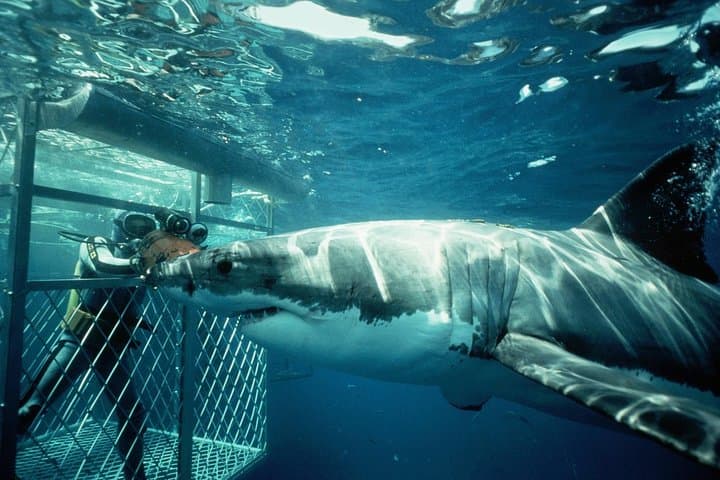 Shark Cage Diving Day Trip to Gansbaai from Cape Town — Full-Day Adventure