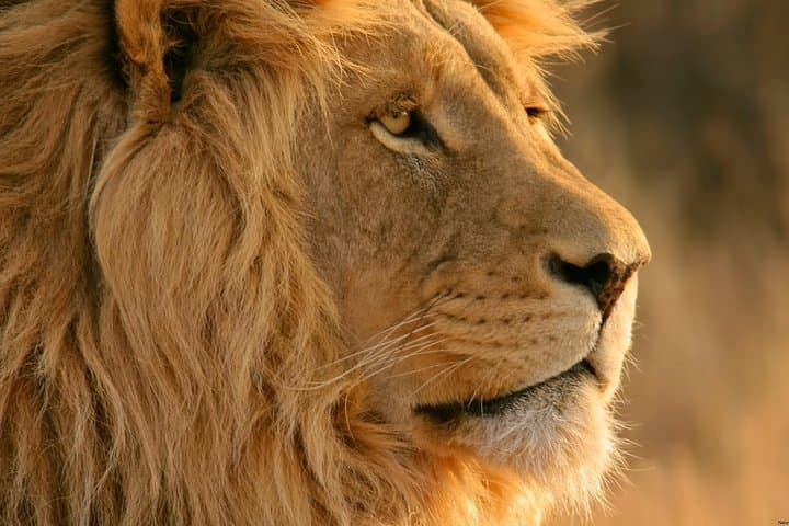 Big Five Safari and Breede River Valley Day Trip from Cape Town