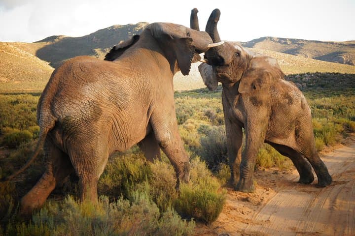 Big Five Safari and Breede River Valley Day Trip from Cape Town photo 2