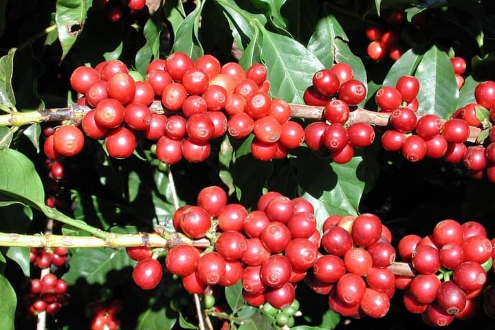 Private Britt Coffee Plantation Tour from San José — Classic Coffee Tasting & Lunch photo 5