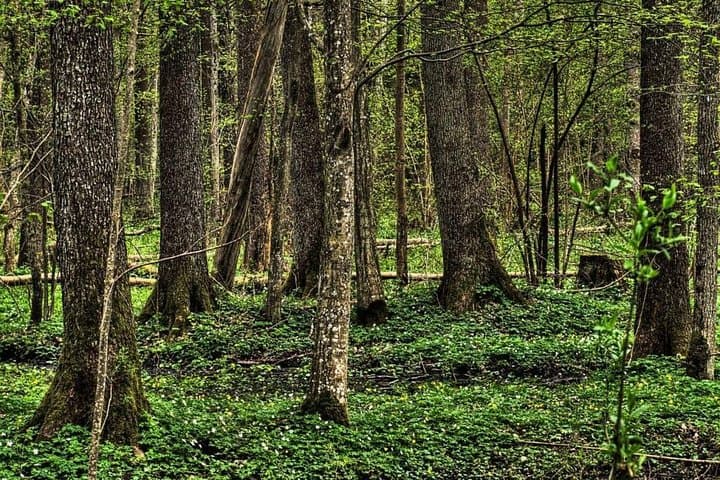 Bialowieza National Park Day Trip from Warsaw — See European Bison in the Primeval Forest photo 2