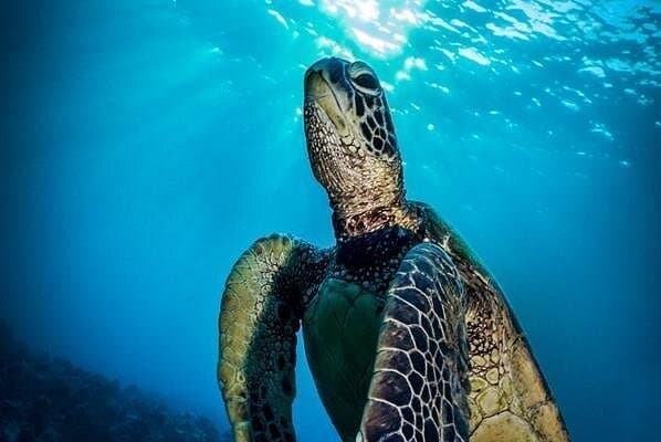 Nassau Shore Snorkel Adventure: Bahamas Marine Life & Shark Encounter photo 2