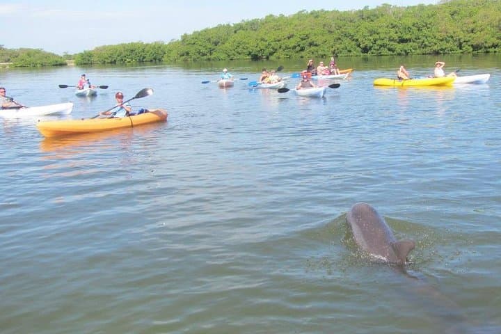 Guided Kayak Backwater Tour — Cocoa Beach Thousand Islands Manatee & Dolphin Experience photo 5
