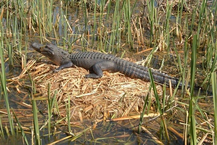 Honey Island Swamp Boat Tour from New Orleans — Guided Wildlife Cruise