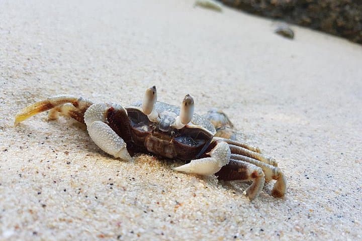 Bon Island Longtail Boat Tour from Phuket — Snorkel, Wildlife & Lunch photo 2