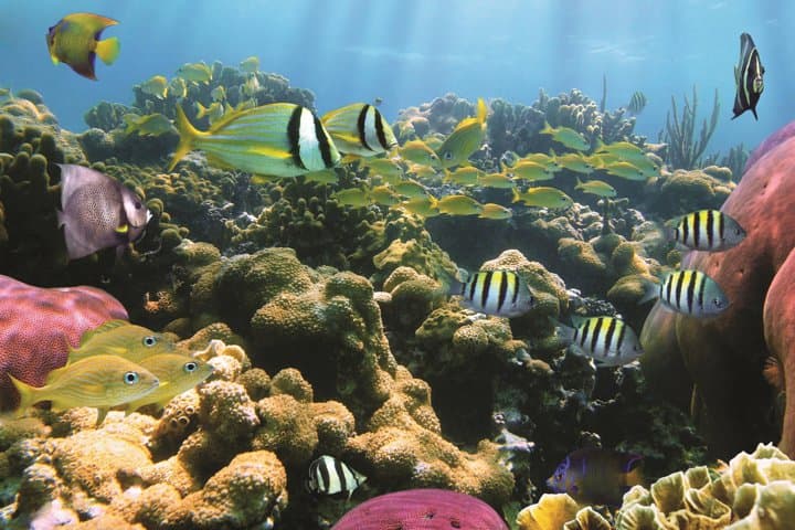 West Oahu Turtle Snorkel Sail — Afternoon Catamaran from Waianae photo 4