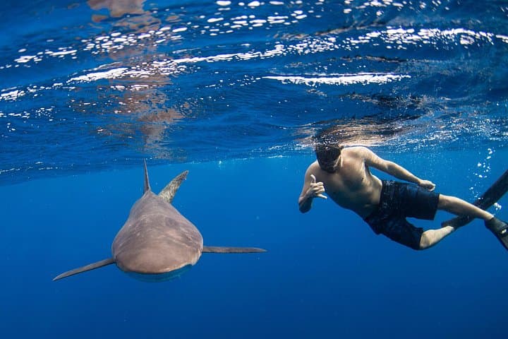 Swim with Sharks in Cabo San Lucas — Guided Snorkel to Land's End and El Arco photo 1