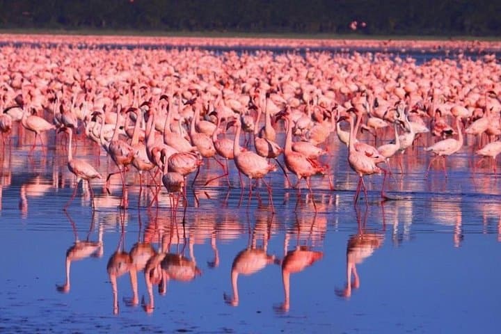 6-Day Aberdare, Lake Nakuru & Masai Mara Safari from Nairobi photo 2
