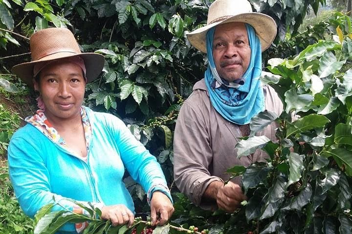 Medellín Coffee Express & Exotic Fruit Market Tour — Coffee Farm Visit and La Minorista photo 2