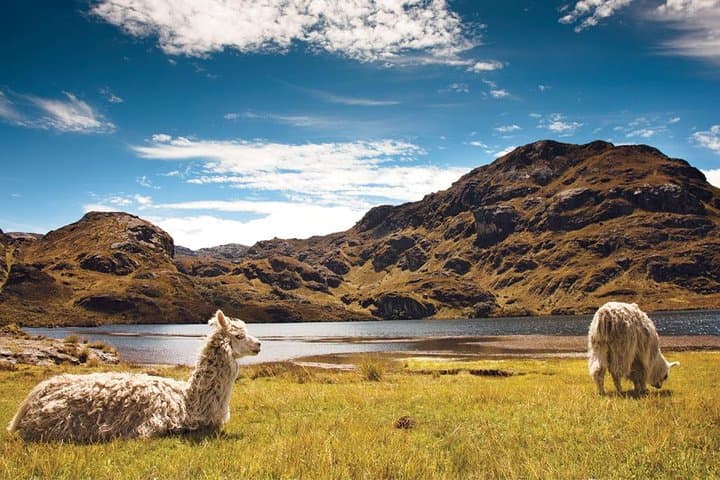 Hike Cajas National Park: Cloud Forest, Moorlands & Polylepis Walk from Cuenca photo 4