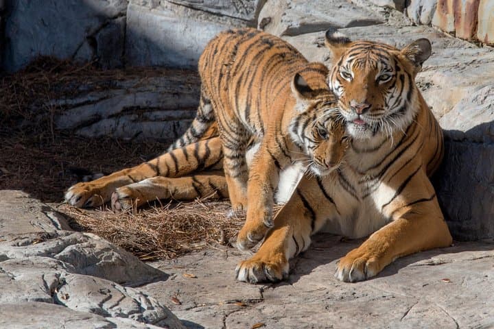 Explore Tampa's ZooTampa and Florida Aquarium: A Family Adventure of Wildlife and Water photo 5
