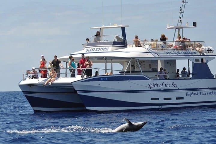Dolphin and Whale Watching Cruise from Puerto Rico de Gran Canaria