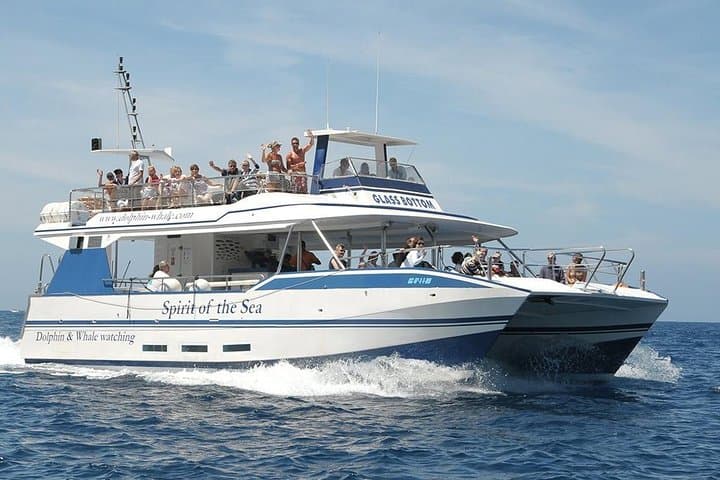 Dolphin and Whale Watching Cruise from Puerto Rico de Gran Canaria photo 2