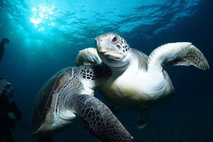 Tenerife Turtle Snorkel Tour from Costa Adeje: Spot Sea Turtles & Coastal Coves