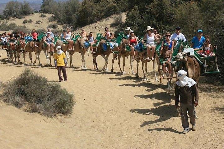 Camel Rides Across the Maspalomas Dunes: 30-Minute Camel Trek in Gran Canaria photo 6