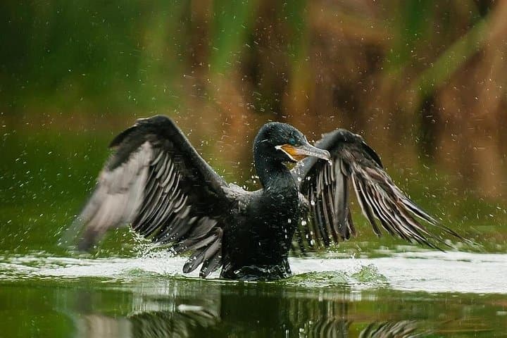 Birdwatching at Pantanos de Villa: 4-Hour Lima Wetlands Guided Tour photo 3