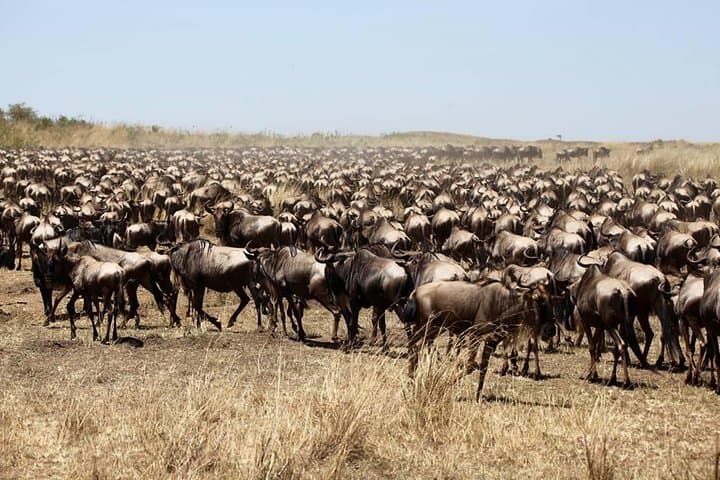 3-Day Masai Mara Luxury Safari: Big Five, Wildebeest Migration & Open-Roof Game Drives photo 2