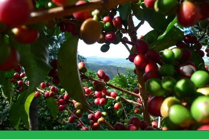 Guatape Coffee Villa & El Penol Full-Day Private Tour from Medellin photo 4