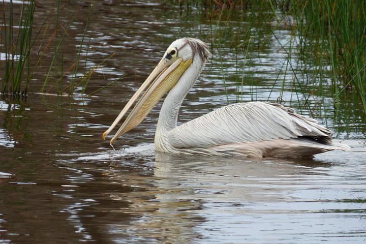Lake Nakuru Day Trip: Flamingos, Rhinos and Rift Valley Views photo 1