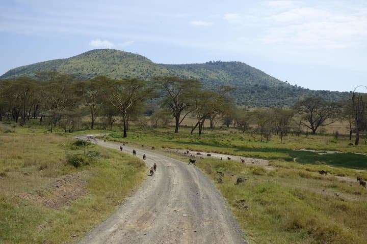 Lake Nakuru Day Trip: Flamingos, Rhinos and Rift Valley Views photo 2