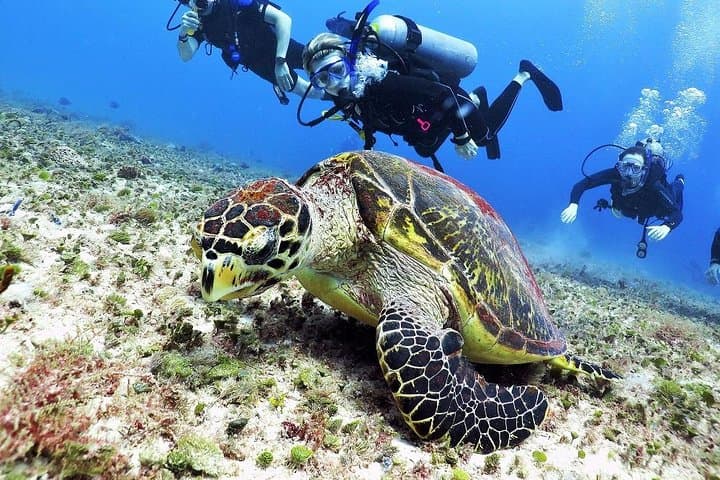 Discover Scuba Diving in Playa del Carmen: Two Shallow Coral Reef Dives photo 5