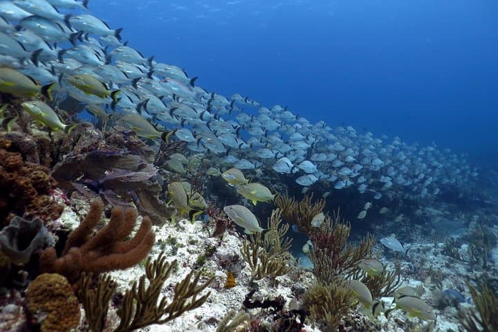PADI Open Water Diver Course in Playa del Carmen — 2-Day Certification on the Mesoamerican Reef photo 5